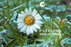 Ի՞ՆՉ Է ՆՍՏԵԼ ԽՈՏ ՈՒ ԹՓԻՆ